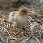 Agriturismo Marilena La Casella Gospodarstwo agroturystyczne *