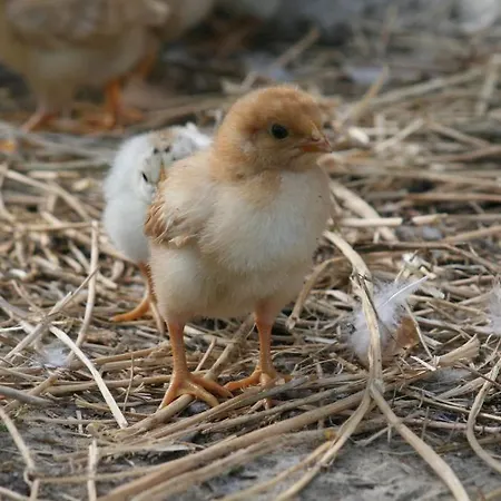 Agriturismo Marilena La Casella Agroturismo *